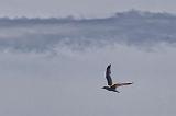 Gull In Flight_12521